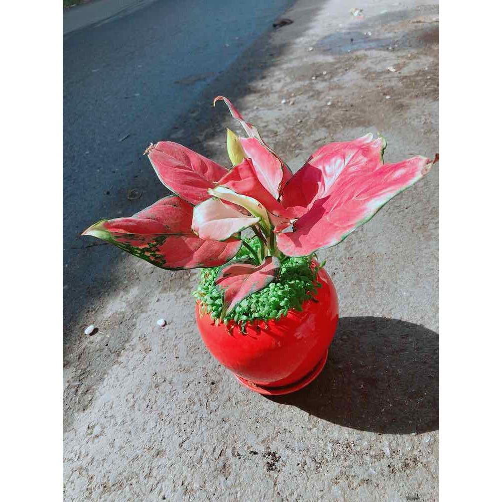 Chậu Vạn Lộc Bán Chạy