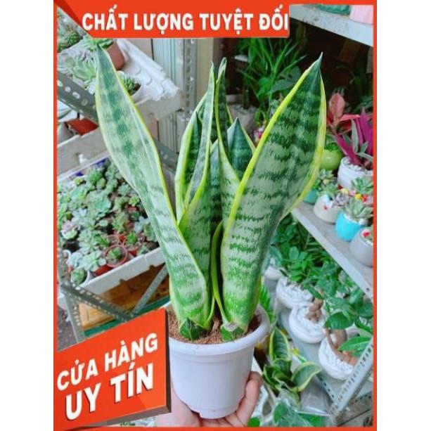 Lưỡi Hổ Cao