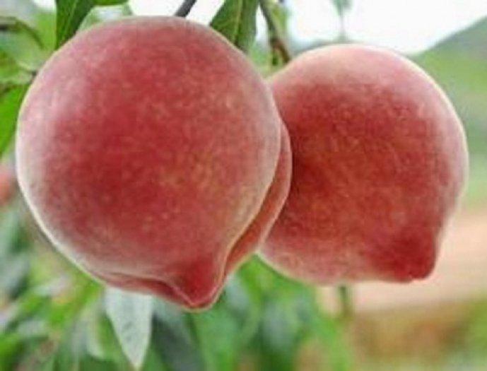 Cây đào Bát Tiên, giống đào Bát Tiên, quả to ngọt lịm cam kết chất lượng