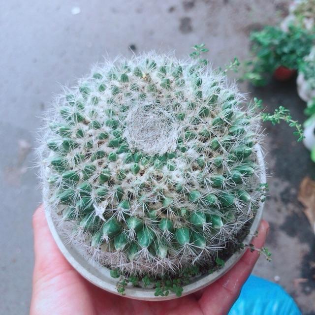 Xương Rồng Bánh Sinh Nhật