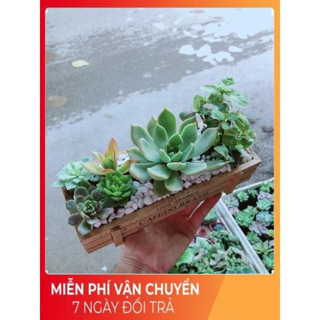 Chậu Sen Đá-Cẩm Nhung