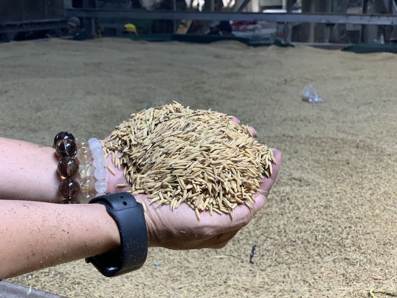 Orsafarm gạo tấm Thơm 5kg 10kg dùng cơm tấm sườn bì hoặc cháo sườn cho bé
