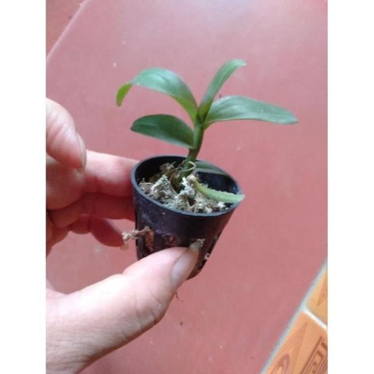 Kie hoa phong lan phi điệp lộc bắc