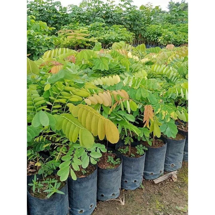 Cây giống Cẩm Lai đỏ