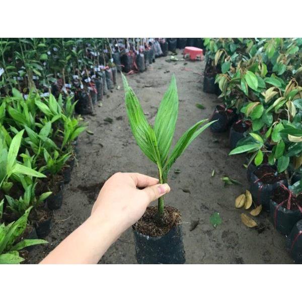 CÂY GIỐNG CAU TỨ QUÝ LÙN - GIỐNG CHUẨN