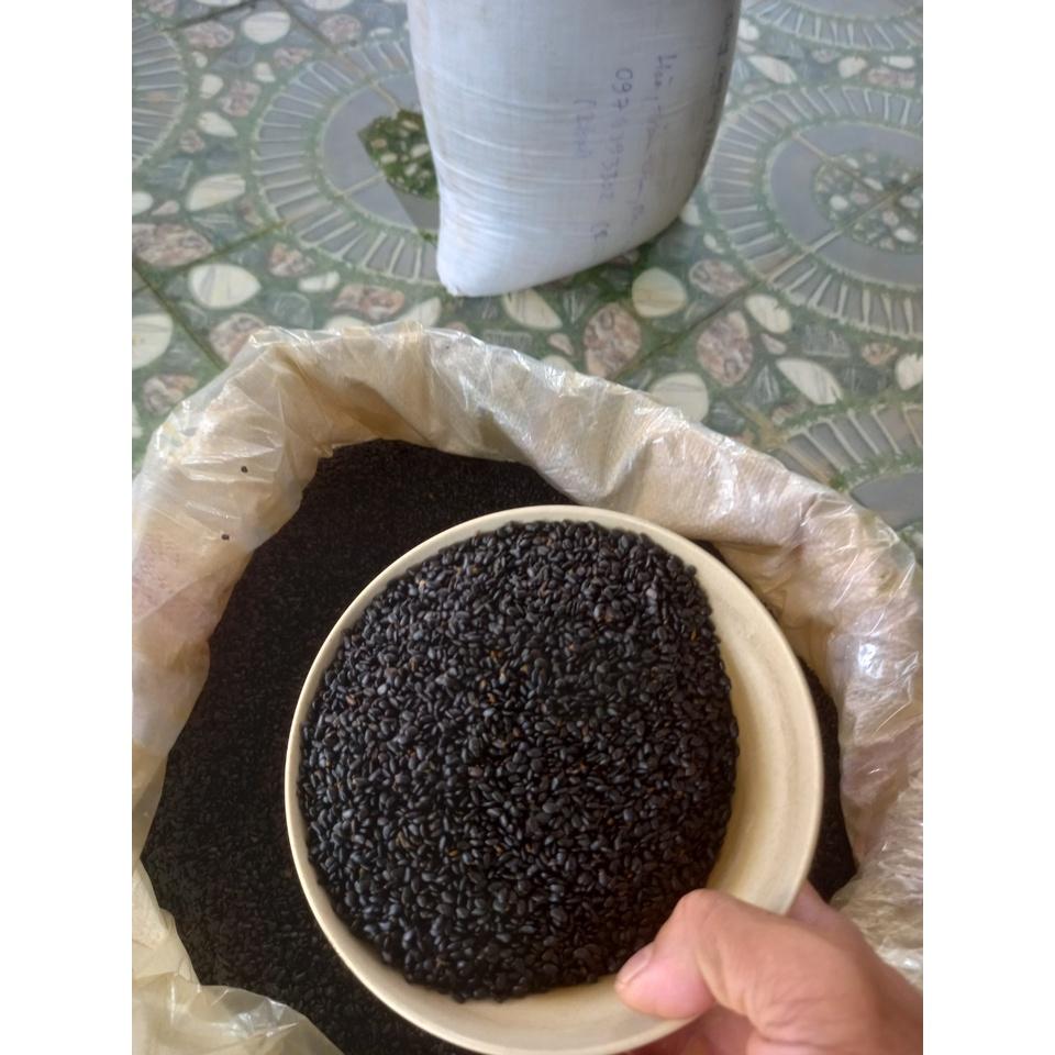 500 gram hạt giống keo tai tượng trồng rừng, lấy gỗ, cải tạo đất