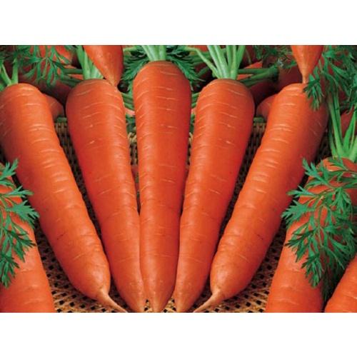 Hạt giống Cà Rốt F1 - Giàu Vitamin 2gr