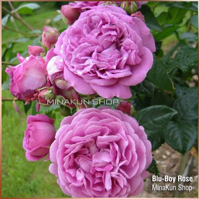 Hoa hồng ngoại Blu Boy - bầu to cây trưởng thành