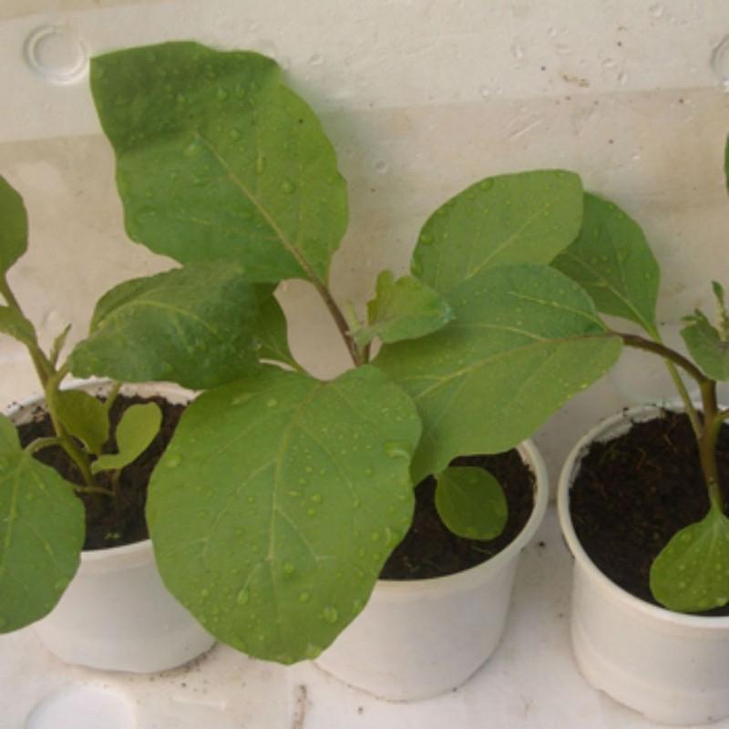Hạt Giống Cà Bát Trắng Cao Sản -