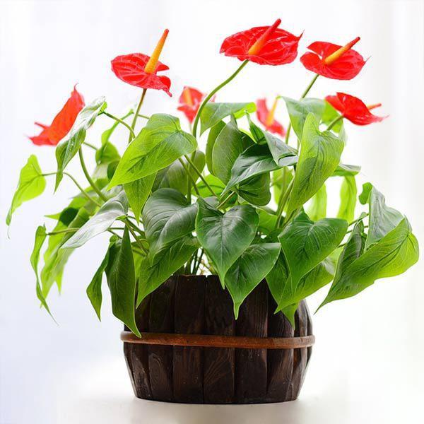 NGUYÊN CHẬU CÂY HỒNG MÔN ĐỎ, CHẬU CÂY PHONG THỦY ĐỂ BÀN