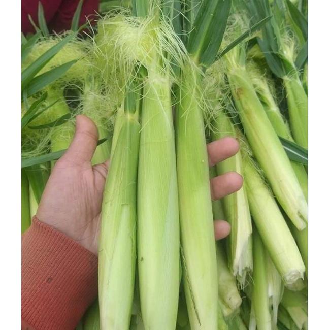 Hạt giống ngô bao tử Thái Lan CT221 - Gói 30 hạt