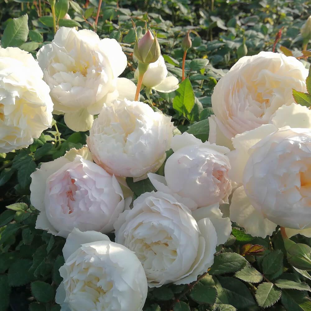 Hoa hồng Nhật Shizuku Rose trắng tuyết cánh kép - cây giống ươm bầu phát triển ổn định