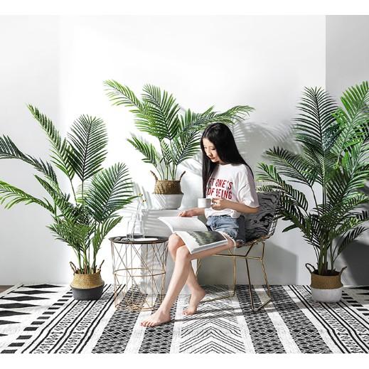 Cây Dừa Cảnh Cao 1 Mét