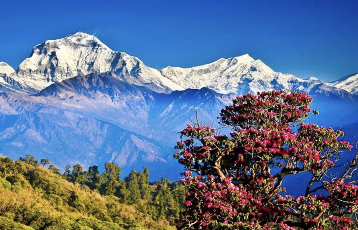 Trầm que Bhutan - báu vật cúng dường