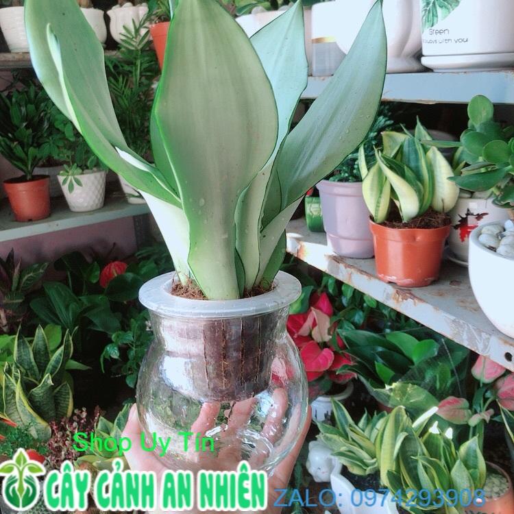 Chậu Lưỡi Hổ Bạc