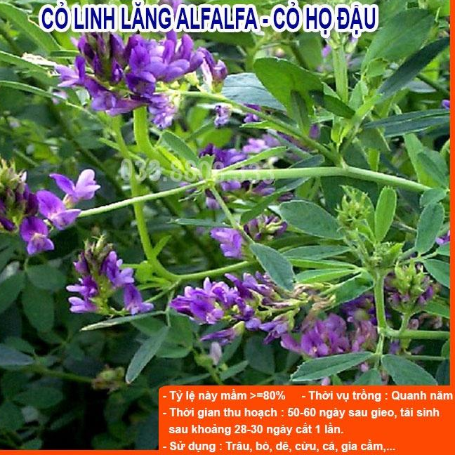Combo 5 Loại Hạt Giống Cỏ Chăn Nuôi - Hạt Cỏ Voi, Mombasa Ghine, Yến Mạch, Paspalum, Alfalfa Linh Lăng