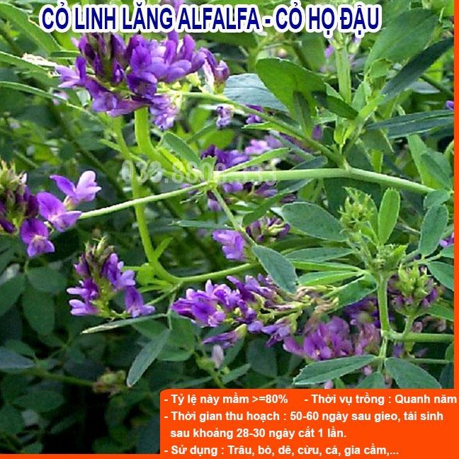 Combo 5 Loại Hạt Giống Cỏ Chăn Nuôi - Hạt Cỏ Voi, Mombasa Ghine, Yến Mạch, Paspalum, Alfalfa Linh Lăng (mỗi loại 50g)