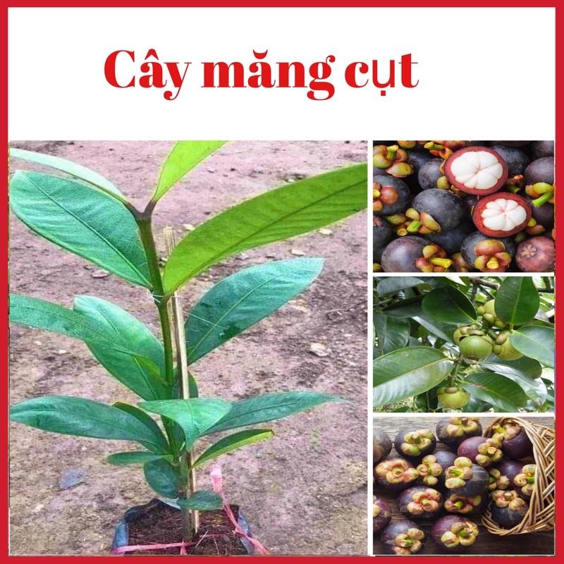 Cây măng cụt cao 35-50 cm 1 năm ra quả cây giống khoẻ mạnh không sâu bệnh (ảnh thật hình cuối)