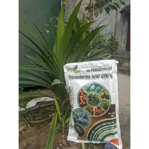 Chế phẩm sinh học Trichodema, sử lý nấm bệnh thối rễ, ủ phân chuồng