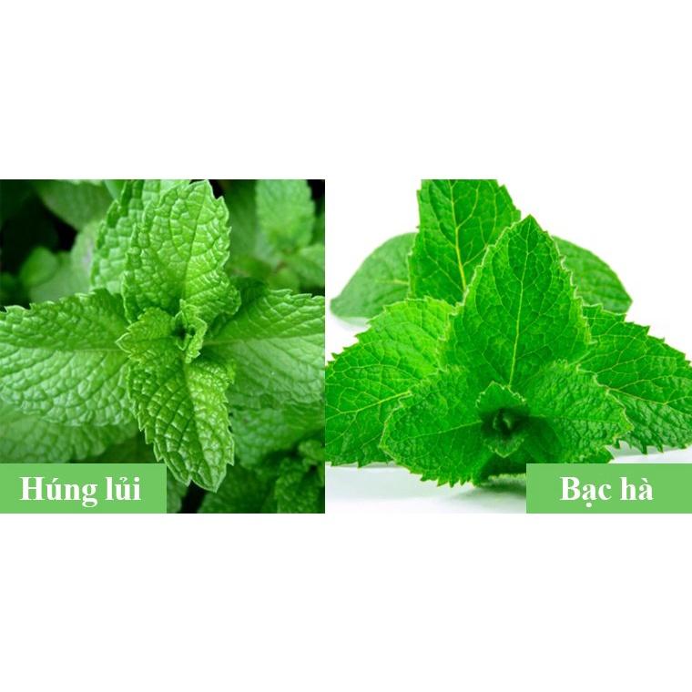 RAU HÚNG LỦI, RAU BẠC HÀ - BẦU CÂY GIỐNG