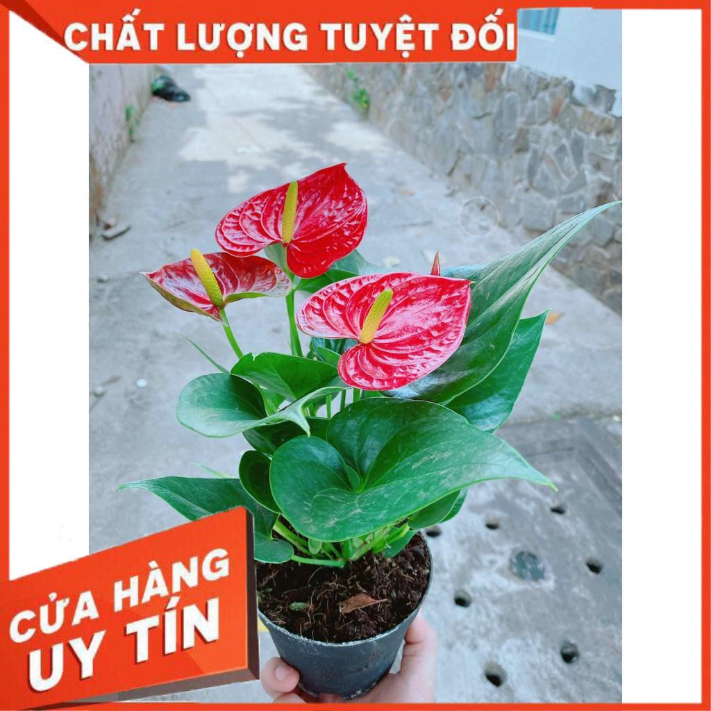 Chậu cây hồng môn Nhiều Người Mua