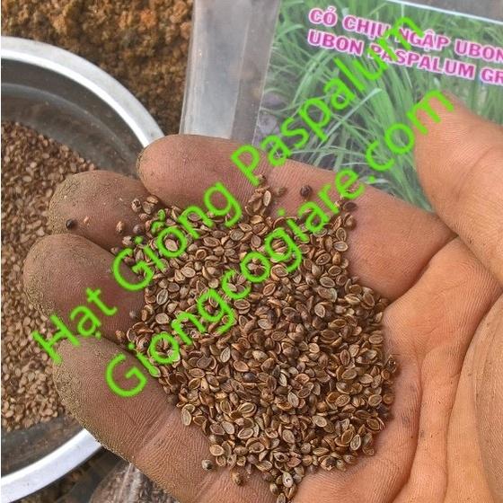 Hạt Giống Cỏ Paspalum Atratum - Cỏ Chịu Ngập Úng, CHịu Ngập Nước Rất Tốt