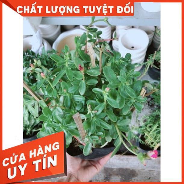 Chậu mười giờ sam