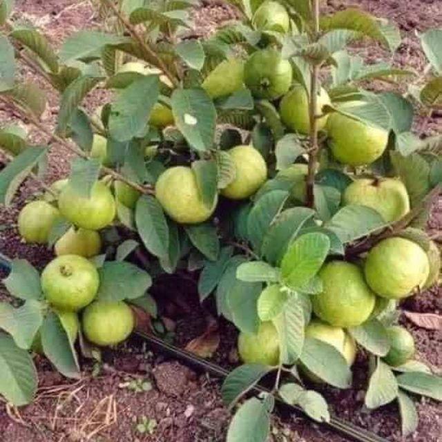Cây giống Ổi NỮ HOÀNG