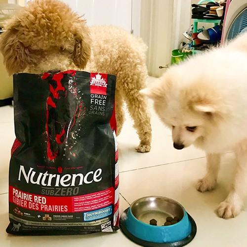 Thức Ăn Hạt Cho Chó Corgi Nutrience Subzero Bao 5kg - Thịt Gà Tây, Cá Hồi, Rau Củ Quả &amp; Trái Cây Tự Nhiên