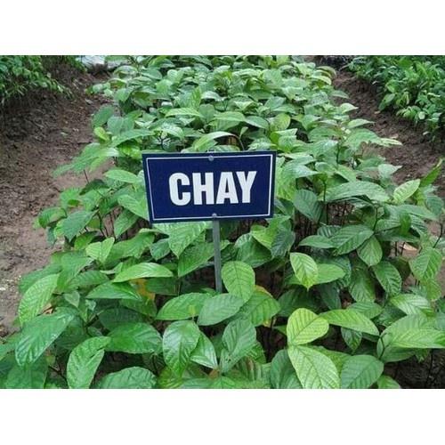 Cây chay giống+ tặng ( 0,5kg) phân thỏ hữu cơ