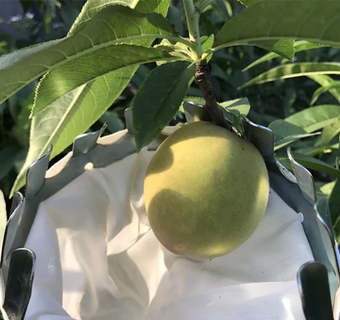 Dụng Cụ Hái Trái Cây Trên Cao Kèm Túi Vải Size Lớn 16Cm