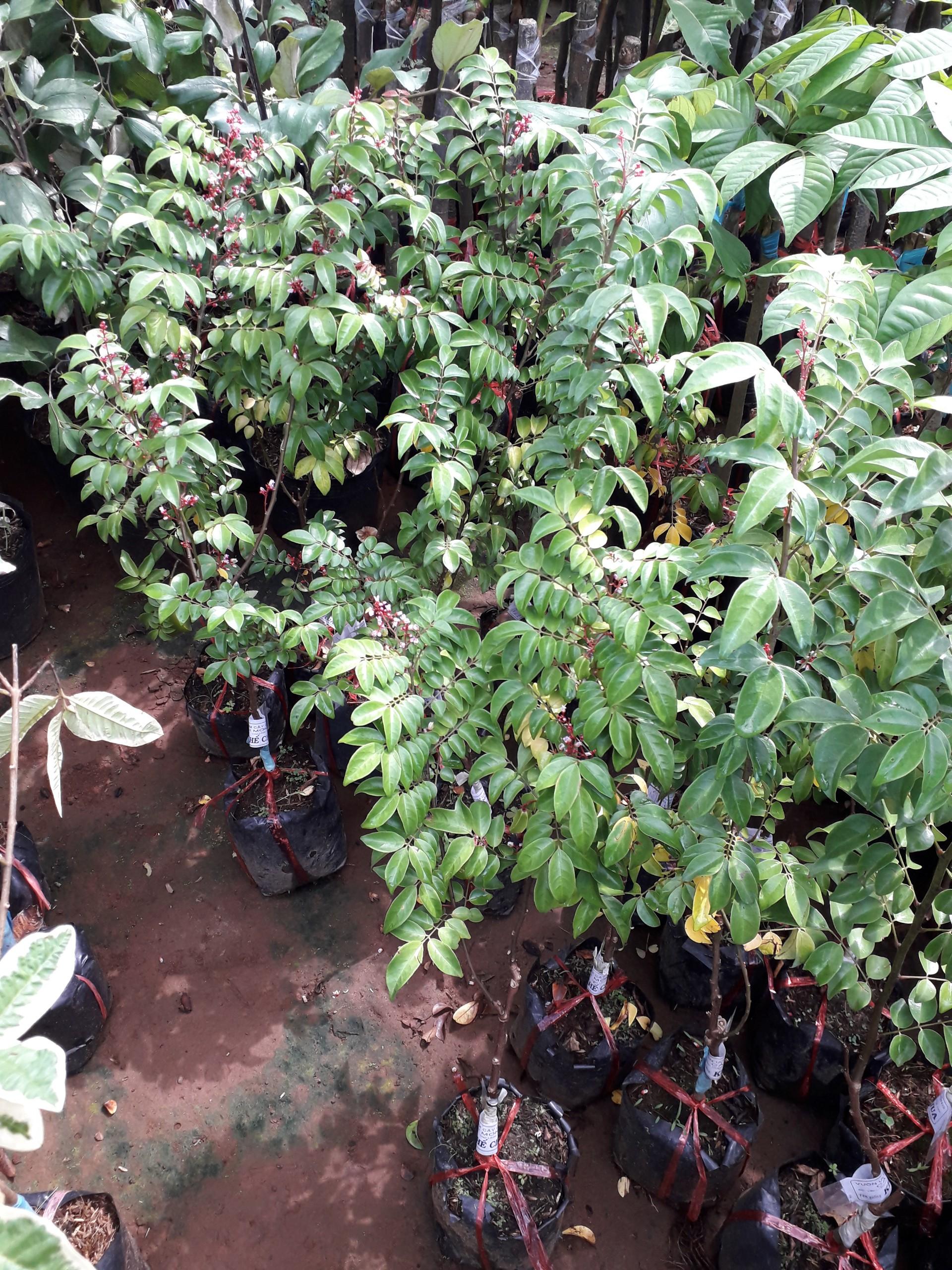 CÂY GIỐNG KHẾ NHẬT CHUA TRỒNG CHẬU