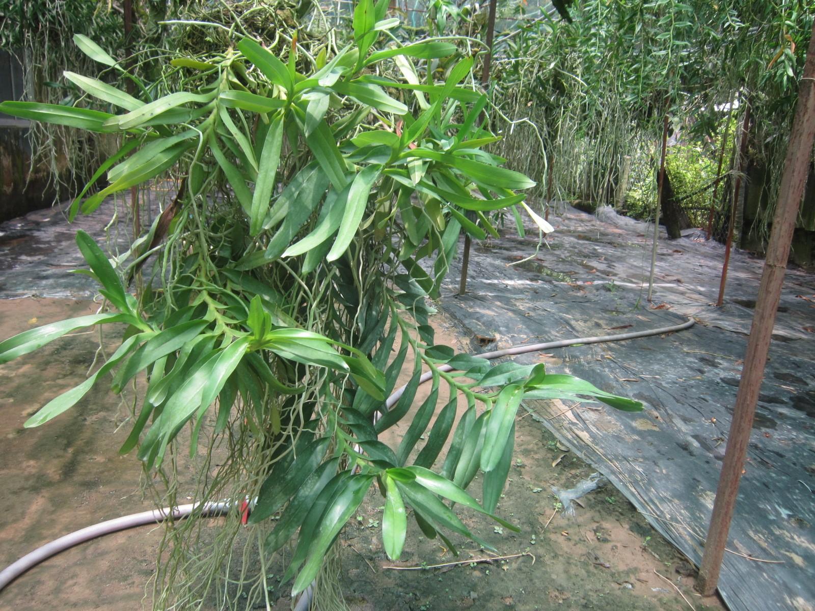 GIÁNG HƯƠNG LAN TAM BẢO SẮC - Hàng chuẩn Rừng - Hoa siêu đẹp, THƠM