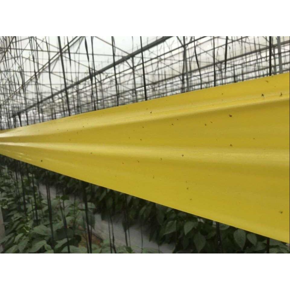 Bẫy Dính côn trĩ hoa hồng nhập khẩu Hà Lan