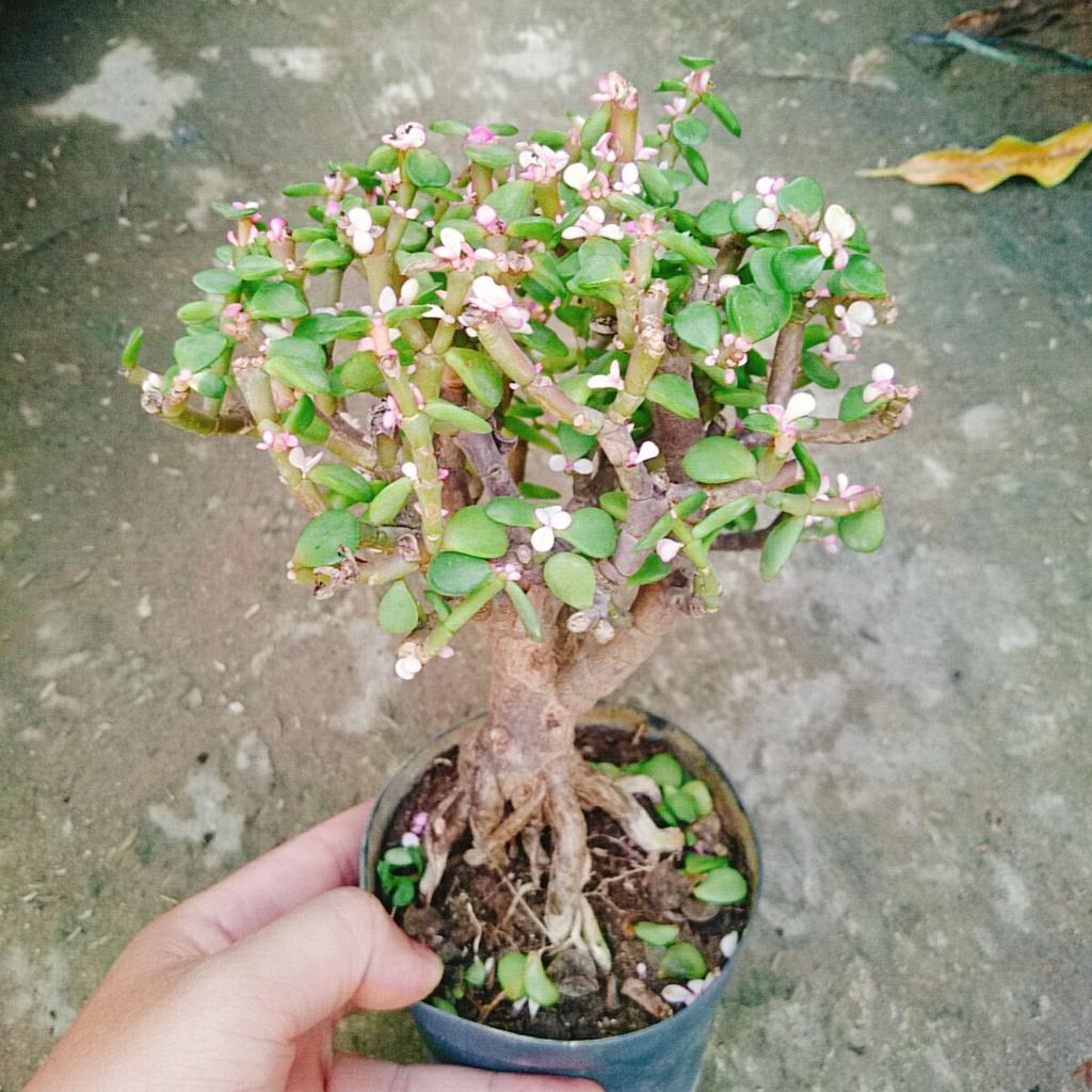 Cây Ngọc Bích - Cây Đô La Hồng - Cây cảnh bonsai để bàn