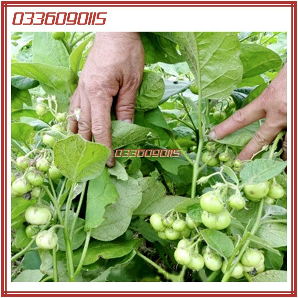 Hạt giống cà pháo xanh cao sản năng suất chất lượng F1 - gói 2g
