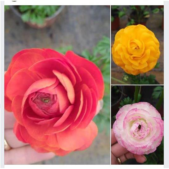 Combo 3 củ hoa hồng mao lương 3 màu vàng hồng cam