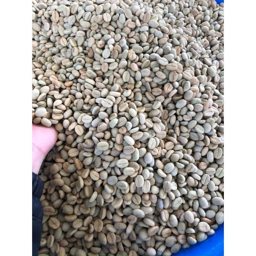1KG HẠT GIỐNG CÀ PHÊ