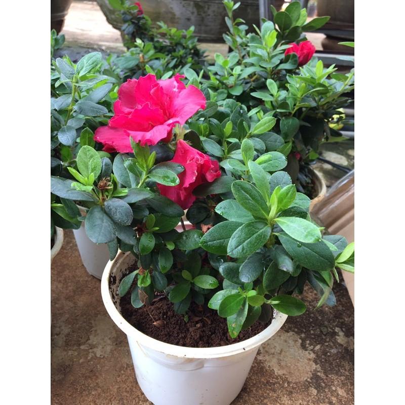 Hoa đỗ quyên nhật