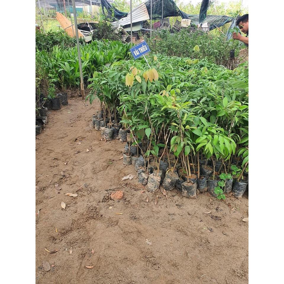 CÂY GIỐNG VẢI THIỀU - SIÊU TRÁI, SIÊU NGỌT
