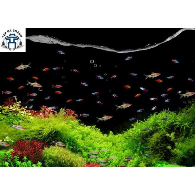 1 Viên Vi Sinh Dạng Viên - Giúp Cân Bằng Nước, - Vi Sinh Làm Trong Nước Bể Cá Cảnh, Bể Thủy Sinh