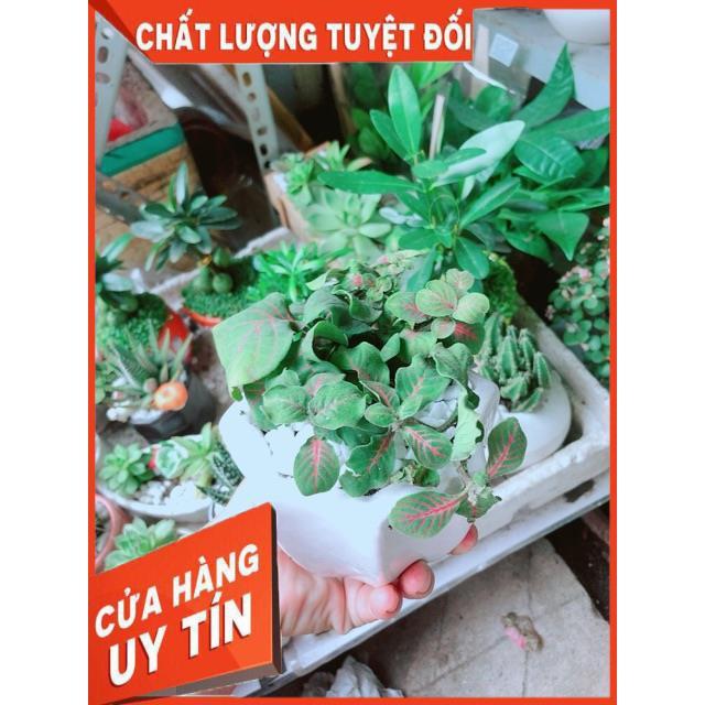 Chậu Cẩm Nhung