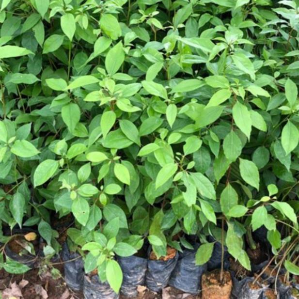 Cây giống long não cao 70 cm xua muỗi hiệu quả