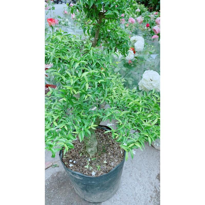 Mai Chiếu Thuỷ Bonsai Lớn