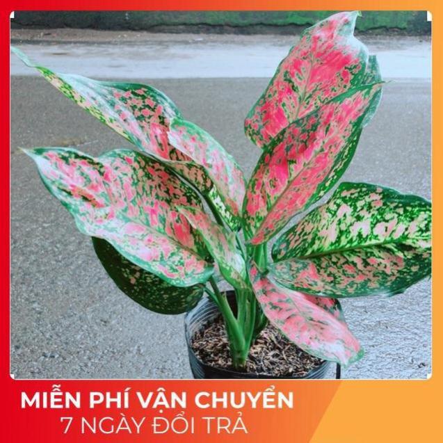 Cây Vạn Lộc
