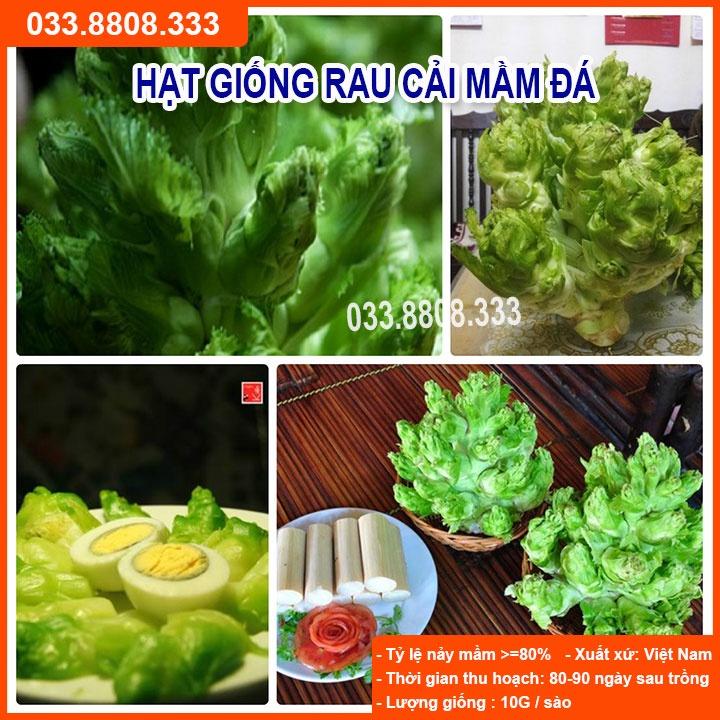 Hạt Giống Rau Cải Mầm Đá Chất Lượng Cao