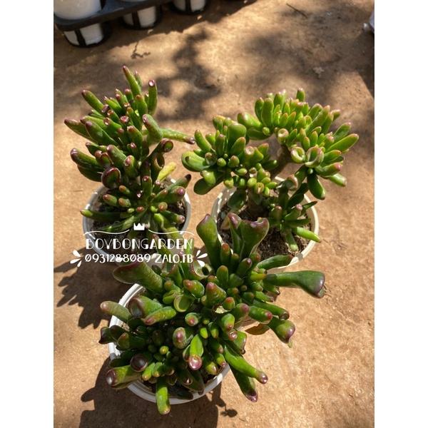 Cây sen đá ống điếu to_hàng sẵn