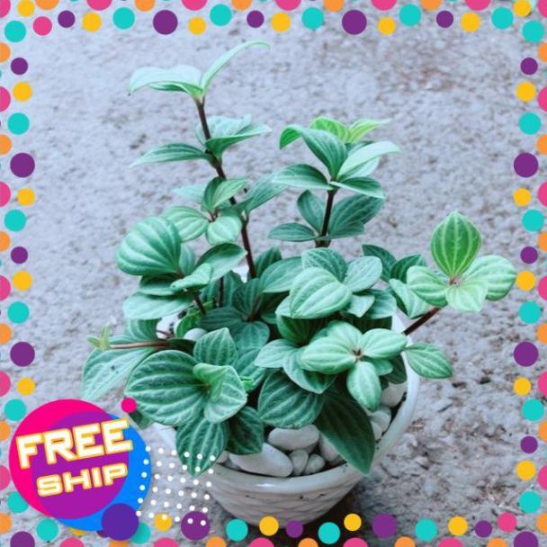 Chậu Cây Kim Cương Hột Xoàn