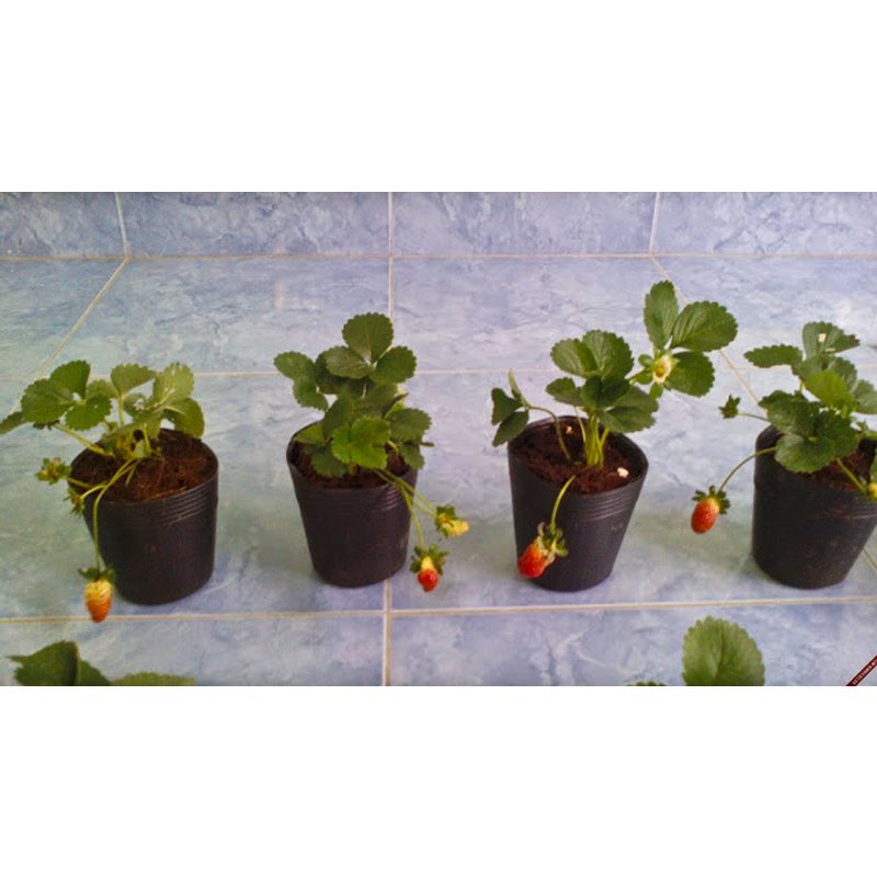 50 Chậu nhựa trồng cây C7 17x14x14cm trồng cây ăn trái và hoa-77210