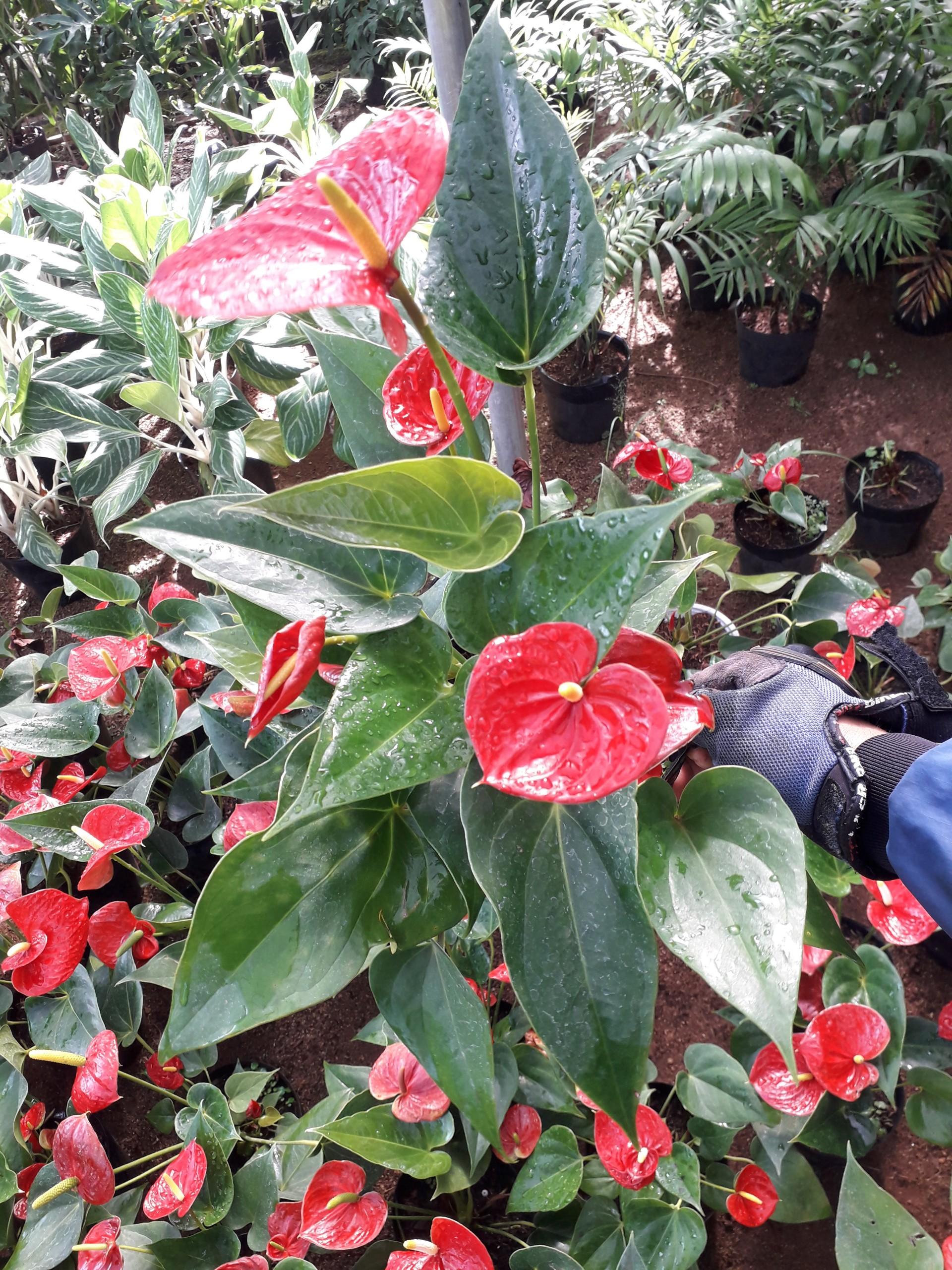 COMBO 2 CÂY HỒNG MÔN